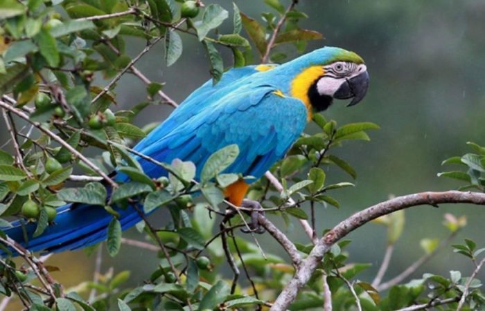 blue and yellow macaw