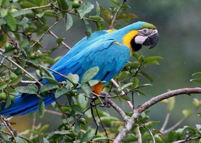 blue and yellow macaw